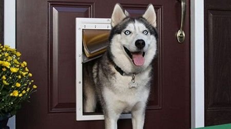 Dog Door Installers in Hemet