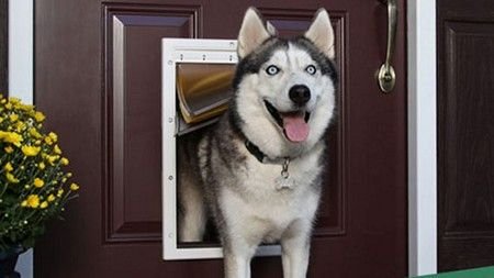 Dog Door Installer