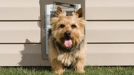 Pet Door Installer